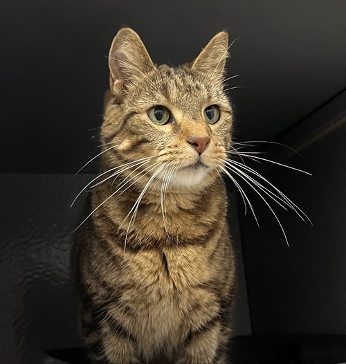 Honeybee *, Adult Tabby, cat for adoption in Jupiter, Florida
