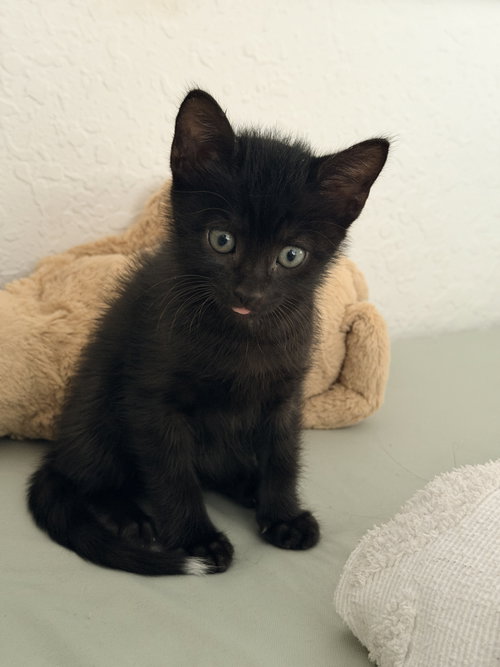 Kuboda *, an adoptable Domestic Short Hair in Royal Palm Beach, FL