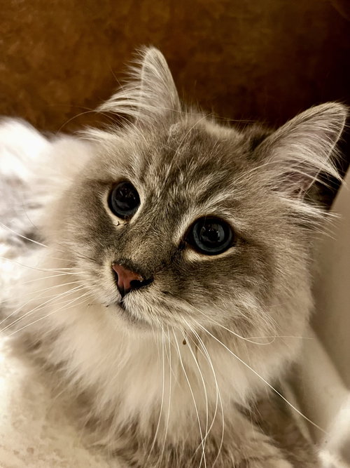 Cosmo, Adult Ragdoll, cat for adoption in Jupiter, Florida