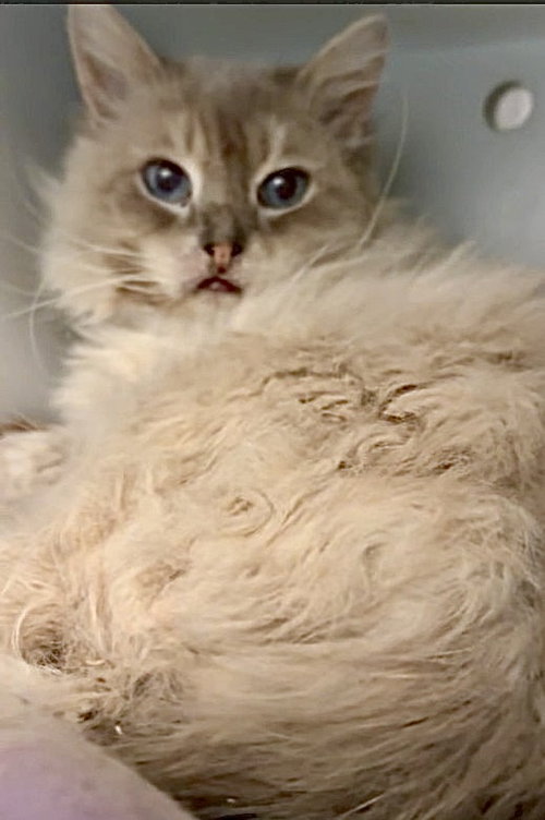 Benny, Senior Ragdoll, cat for adoption in Jupiter, Florida