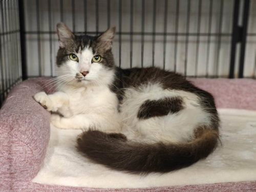 Marlin *, Adult Domestic Long Hair, cat for adoption in Jupiter, Florida