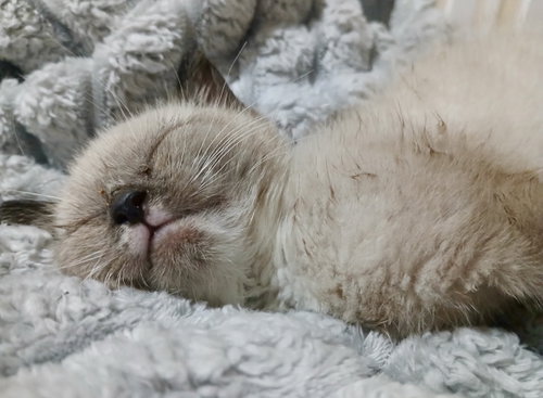 Nimbus, Baby Domestic Medium Hair / Siamese, cat for adoption in Boynton Beach, Florida