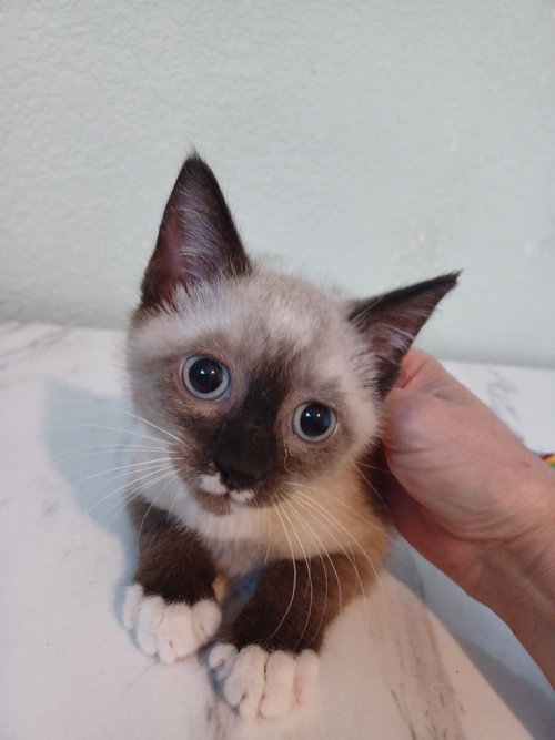 Nimbus