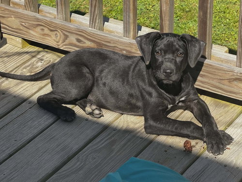 picture of the dog needing adoption