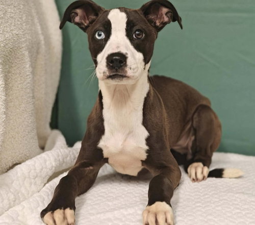 picture of the dog needing adoption