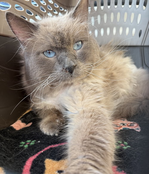 Happy, Adult Ragdoll / Mixed, cat for adoption in Jupiter, Florida