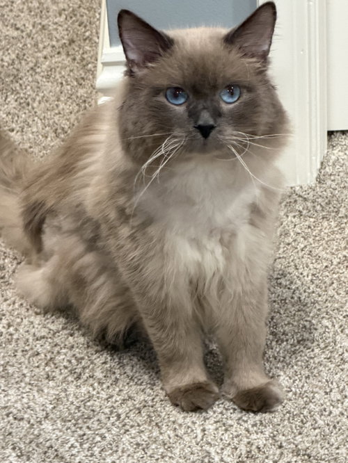 Happy, Adult Ragdoll / Mixed, cat for adoption in Davie, Florida