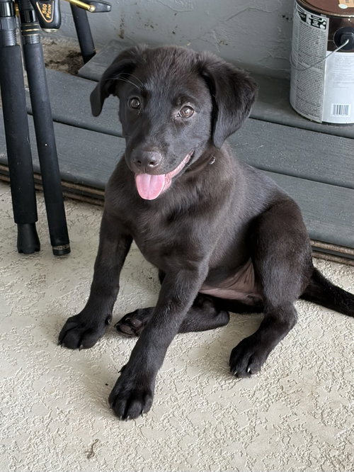 Ellie *, an adoptable Labrador Retriever in Royal Palm Beach, FL