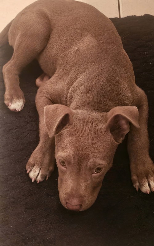 Tess *, an adoptable Terrier in Royal Palm Beach, FL