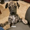 Flash *