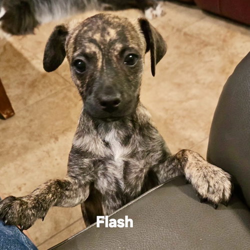 Flash *
