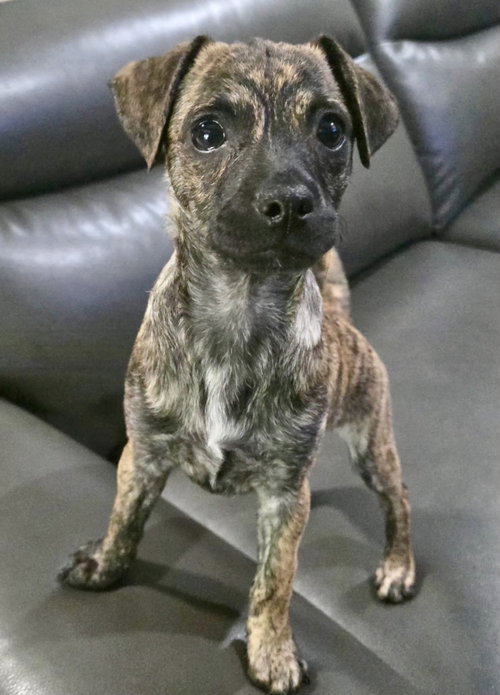 Flash *, an adoptable Dachshund in Royal Palm Beach, FL