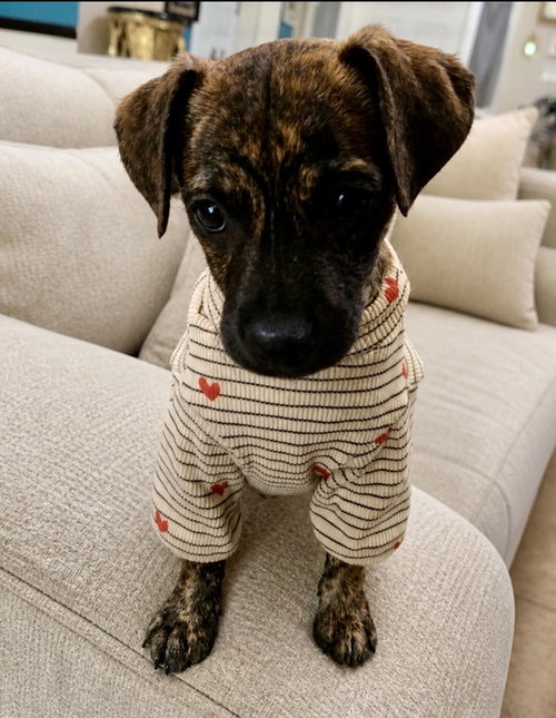 Flash *, an adoptable Dachshund in Royal Palm Beach, FL