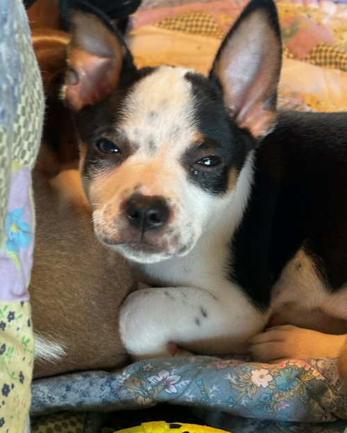 Finn Puppy *