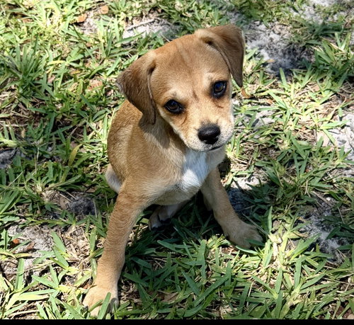 Fiebi *, an adoptable Dachshund in Royal Palm Beach, FL