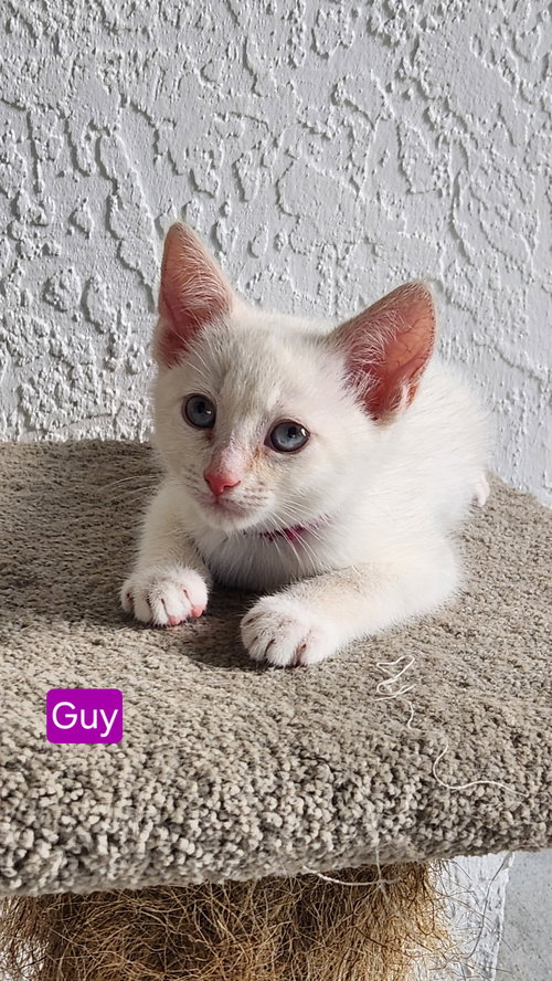 Guy *, an adoptable Siamese in Royal Palm Beach, FL