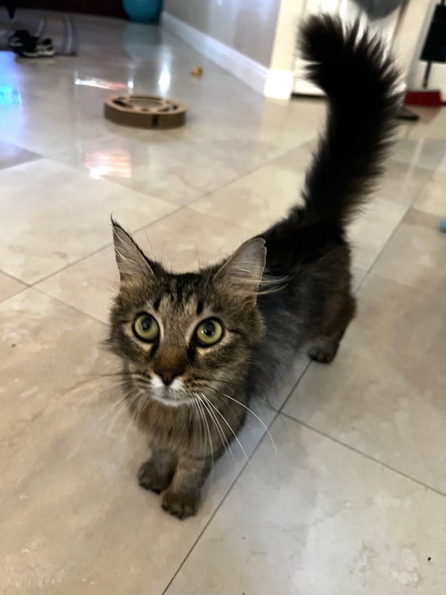 Peaches *, an adoptable Domestic Long Hair in Royal Palm Beach, FL