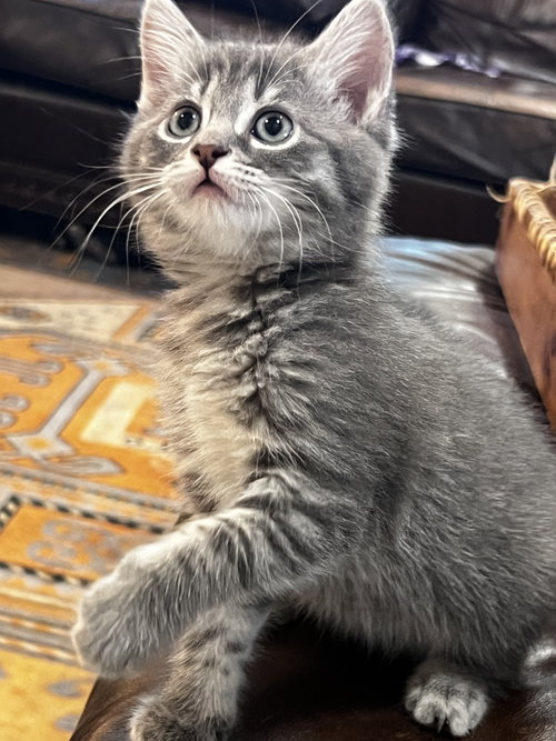 Peanut *