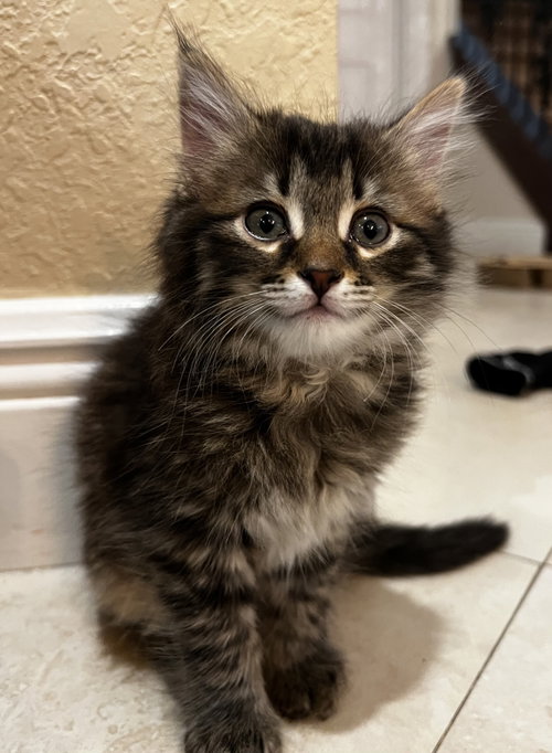 Penny *, an adoptable Domestic Long Hair in Royal Palm Beach, FL