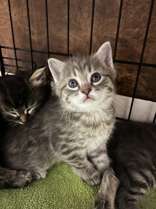 Pebbles *, an adoptable Domestic Long Hair in Royal Palm Beach, FL