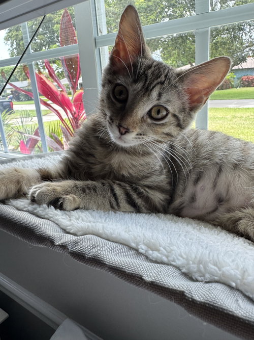 Jesse *, an adoptable Domestic Medium Hair in Royal Palm Beach, FL