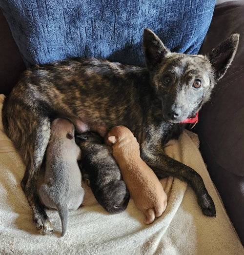 Sadie, an adoptable Terrier in Royal Palm Beach, FL
