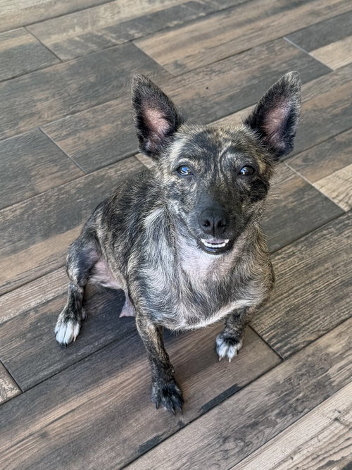 Sadie *, an adoptable Terrier in Royal Palm Beach, FL