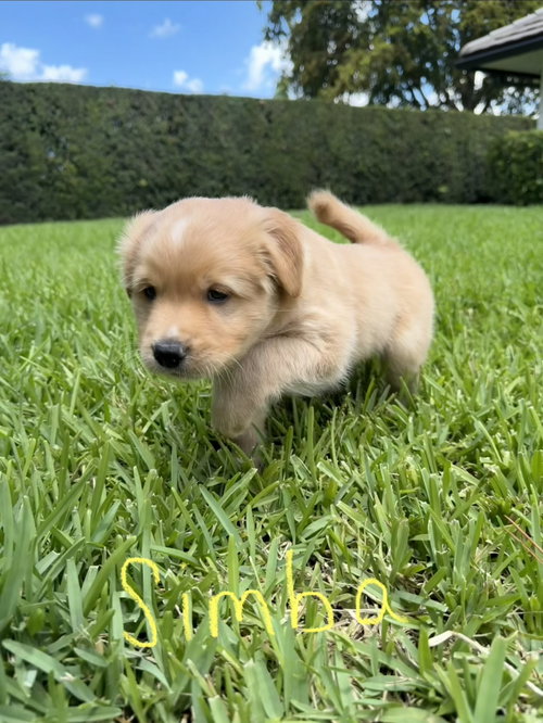 Simba *