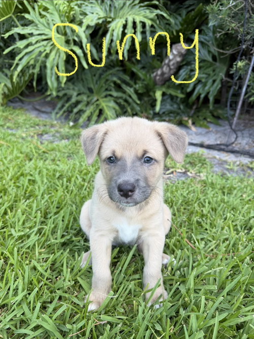 Sunny *