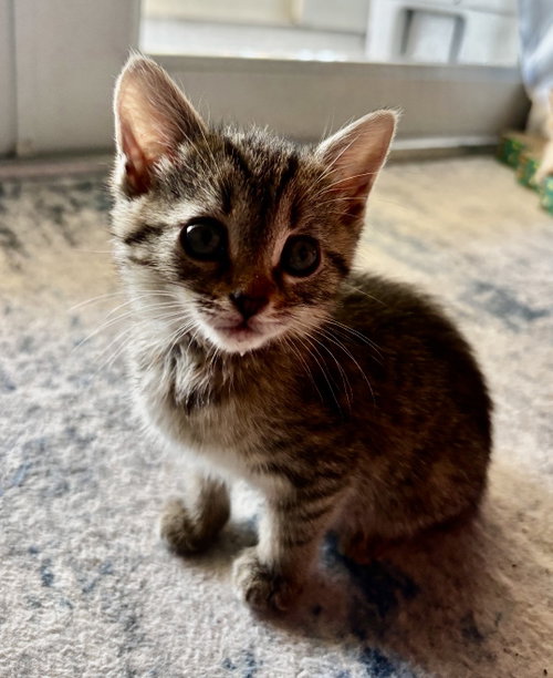 Happy Kitten *