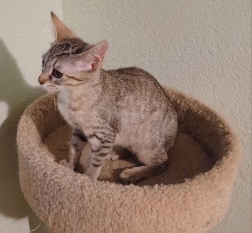 Happy Kitten *, Baby Tabby / Mixed, cat for adoption in Wellington, Florida