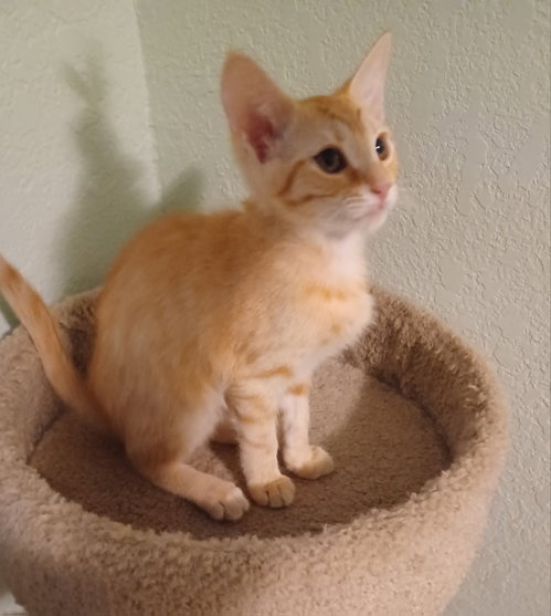 Harry *, Baby Domestic Medium Hair / Mixed, cat for adoption in Wellington, Florida