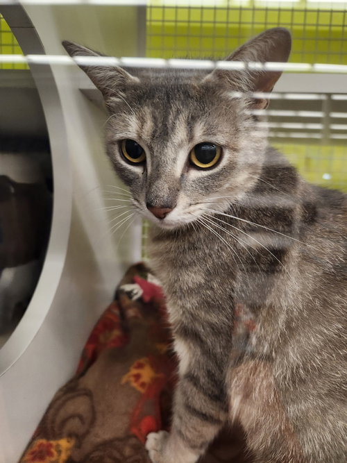 Merlot *, an adoptable Tabby in Royal Palm Beach, FL