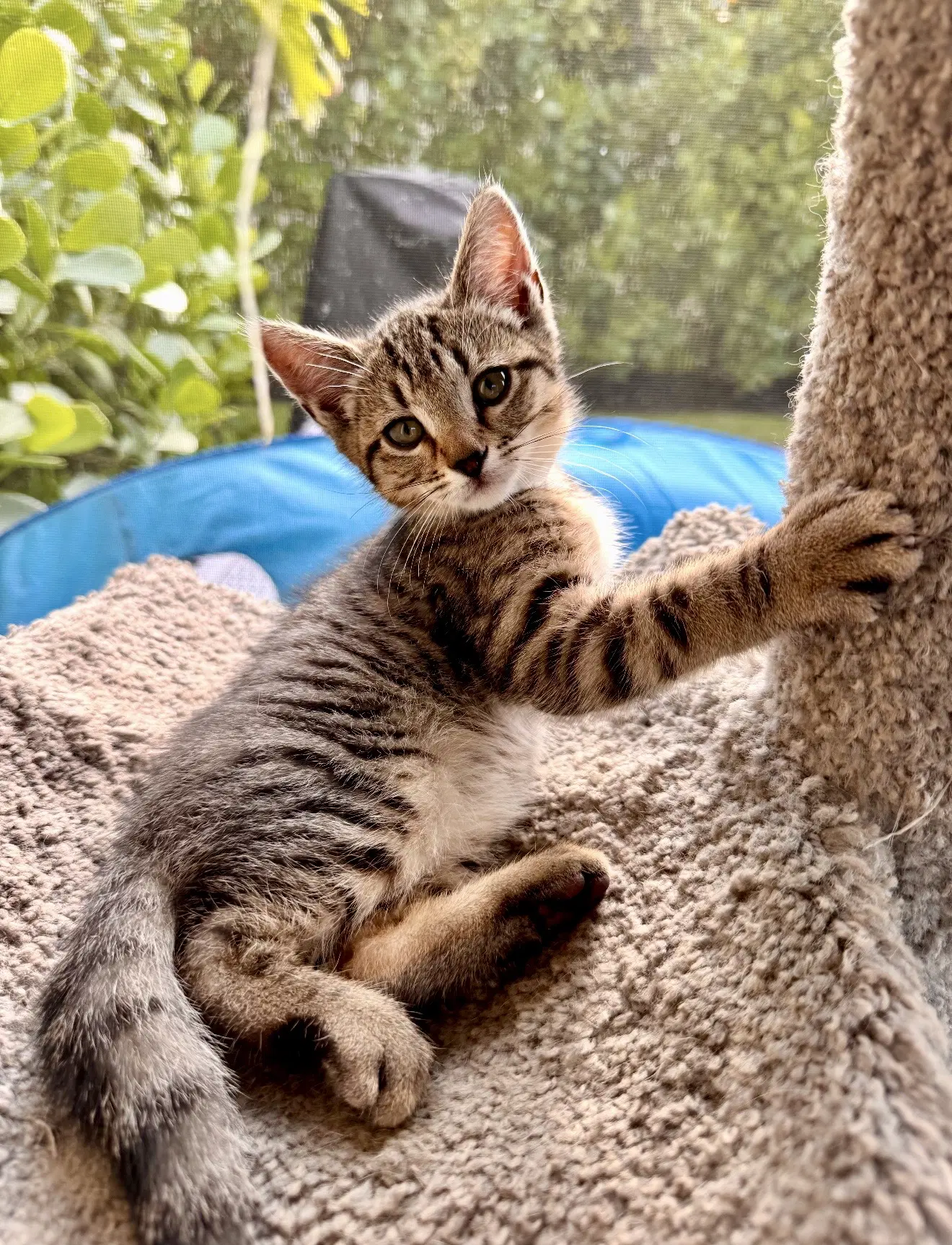 Muffin - Tabby