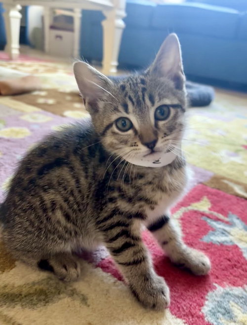 Martin *, an adoptable Tabby in Royal Palm Beach, FL