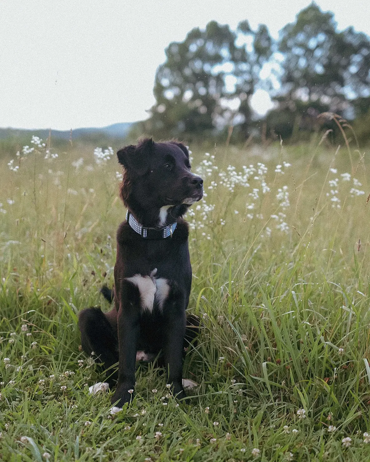 Asher - Border Collie