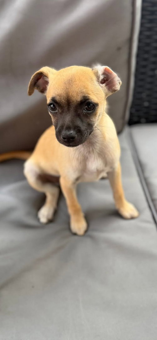 Honey *, an adoptable Terrier in Royal Palm Beach, FL