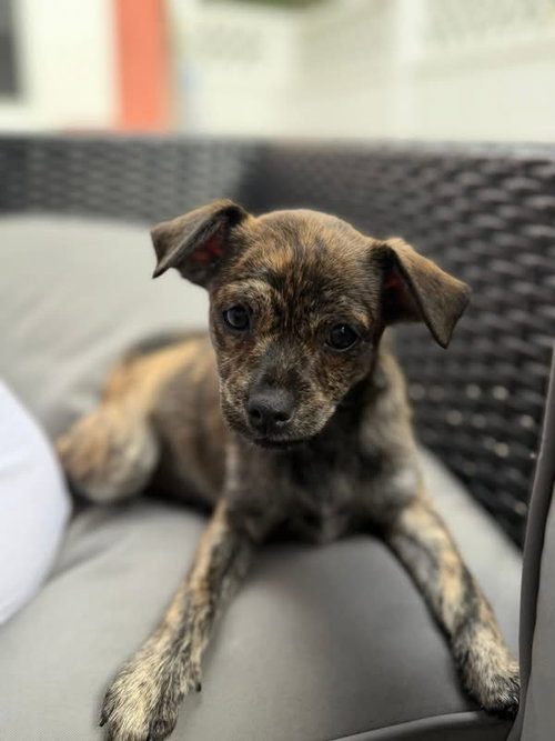 Hazel *, an adoptable Terrier in Royal Palm Beach, FL