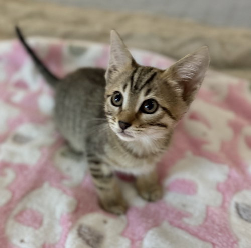 Nala *