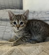 Simba Kitten*