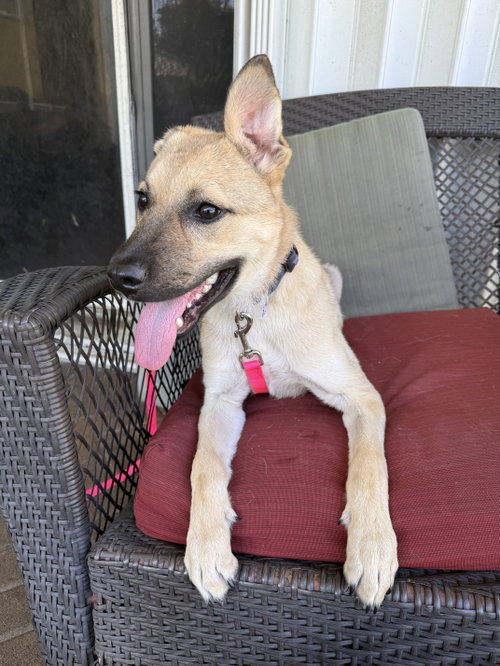 Raina, an adoptable Shepherd in Royal Palm Beach, FL