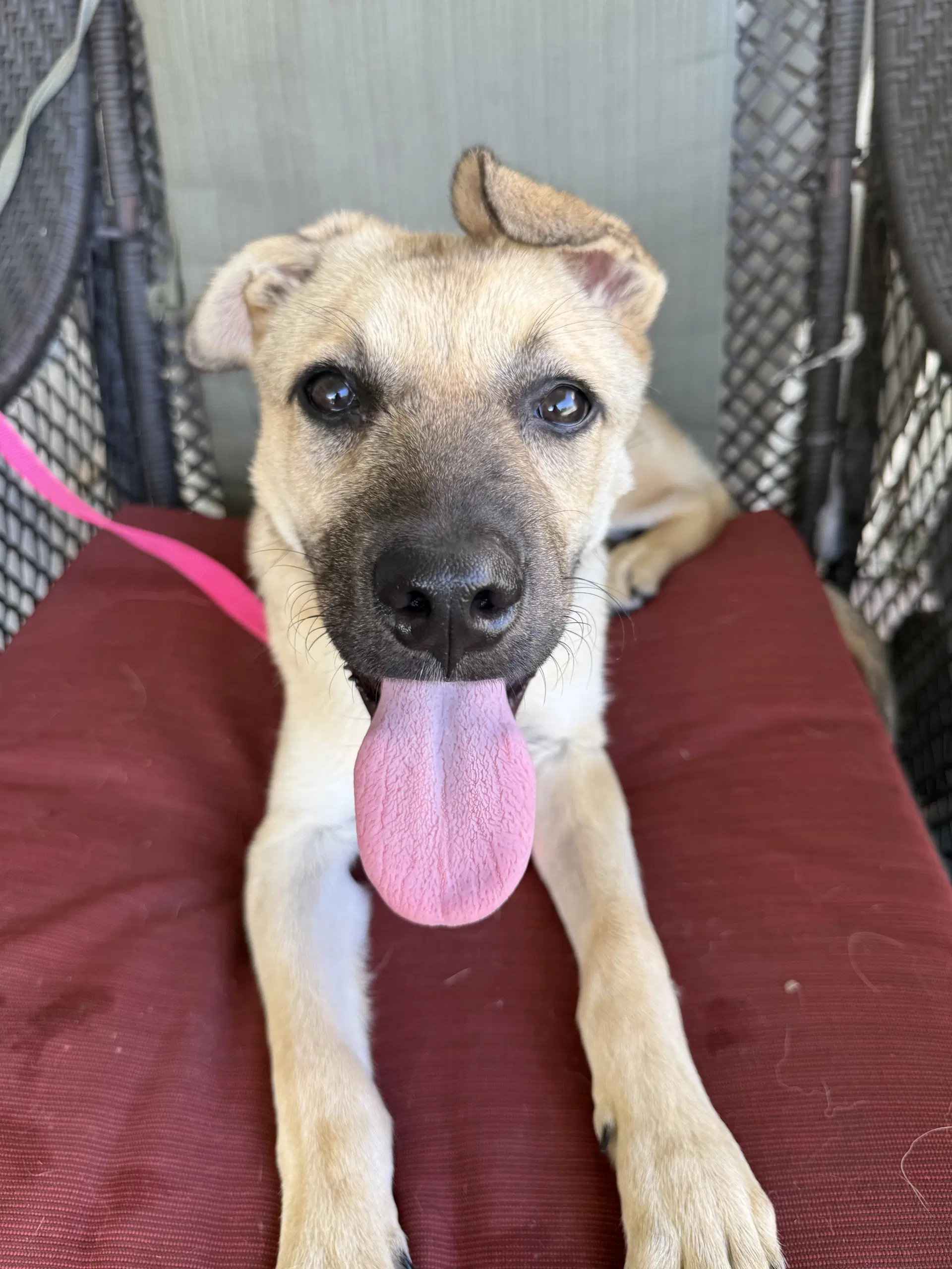 Raina image 4