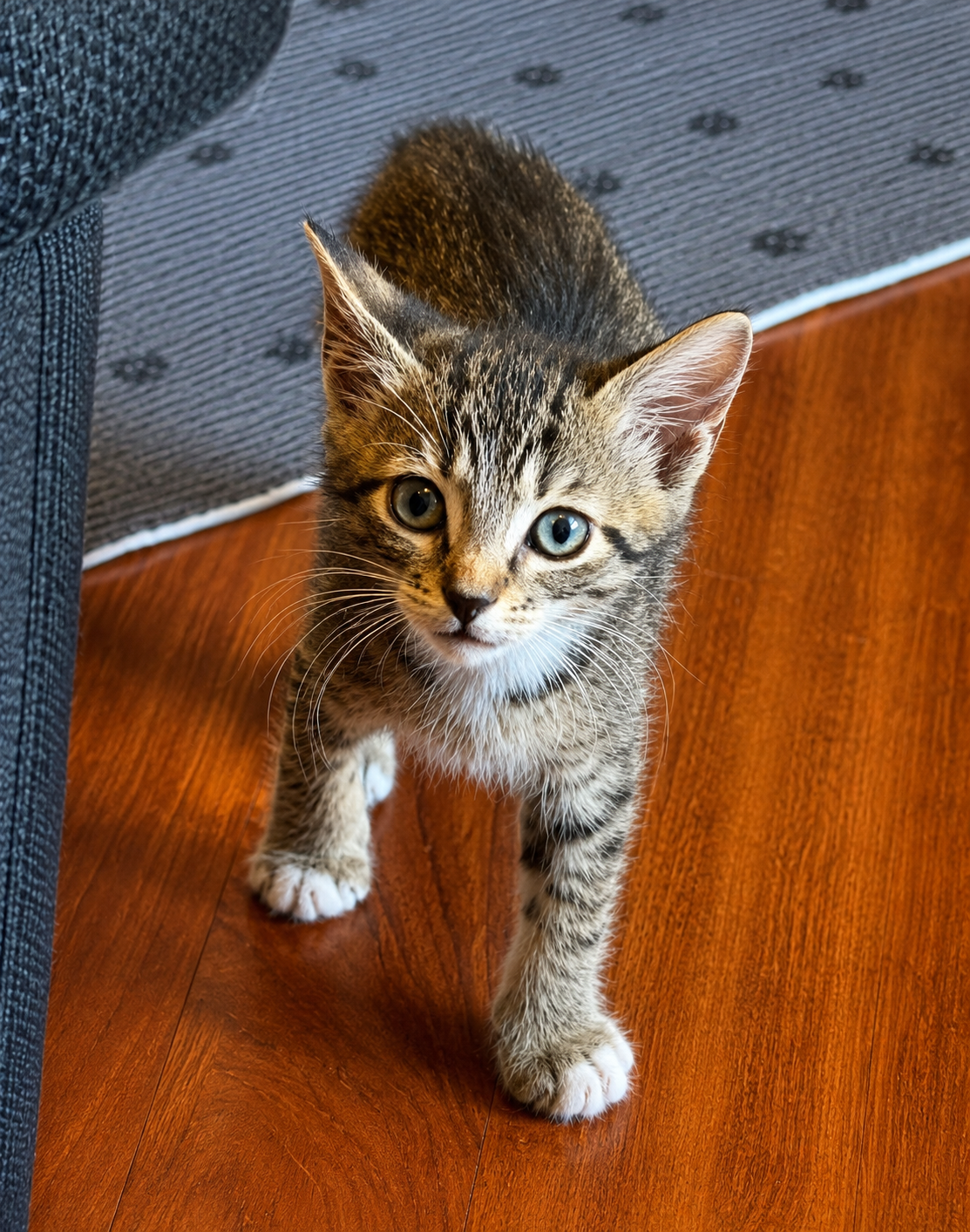 Luca *
