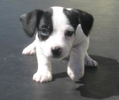Crosby