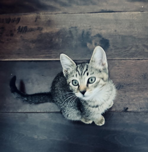 Maggie