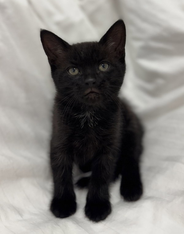 Onyx *
