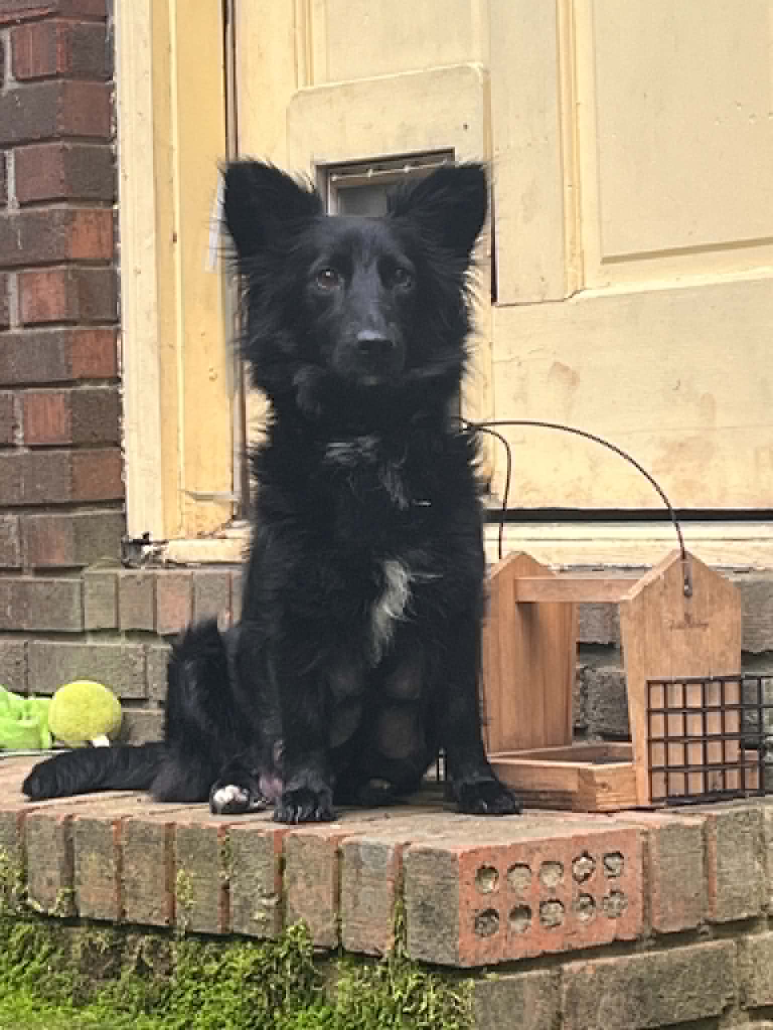 Rosie image 2