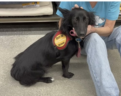 picture of the dog needing adoption