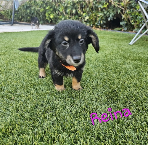 Reina Rosie *, an adoptable Terrier in Royal Palm Beach, FL