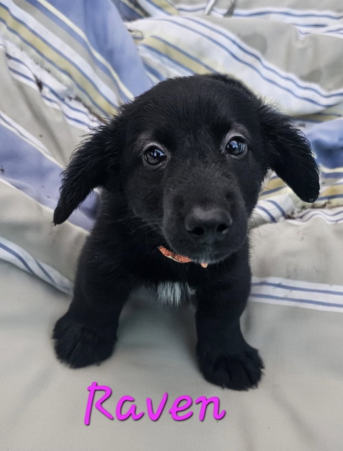 Raven *, an adoptable Terrier in Royal Palm Beach, FL